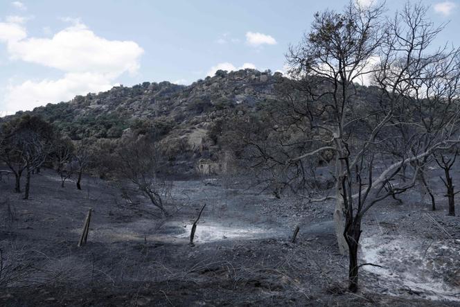 efe19b09-3d56-4a80-a852-a6120b000036 Les Incendies Menacent Madrid et Ravagent L’Espagne
