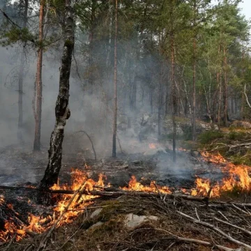 Incendie en forêt de Fontainebleau : enquête sur un acte involontaire