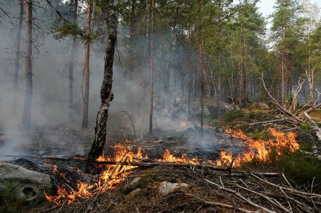 f9d7b818-ca99-474c-8229-fda26570f30f Incendie en forêt de Fontainebleau : enquête sur un acte involontaire