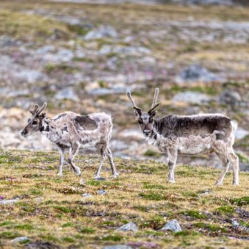 Mystérieuses morts de rennes au Svalbard