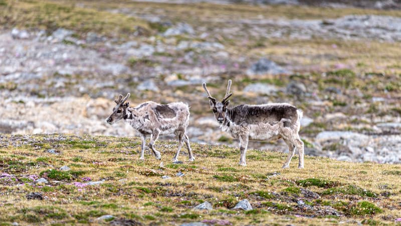 02ee871b-cd2f-4966-8e97-26770b9870d9 Mystérieuses morts de rennes au Svalbard