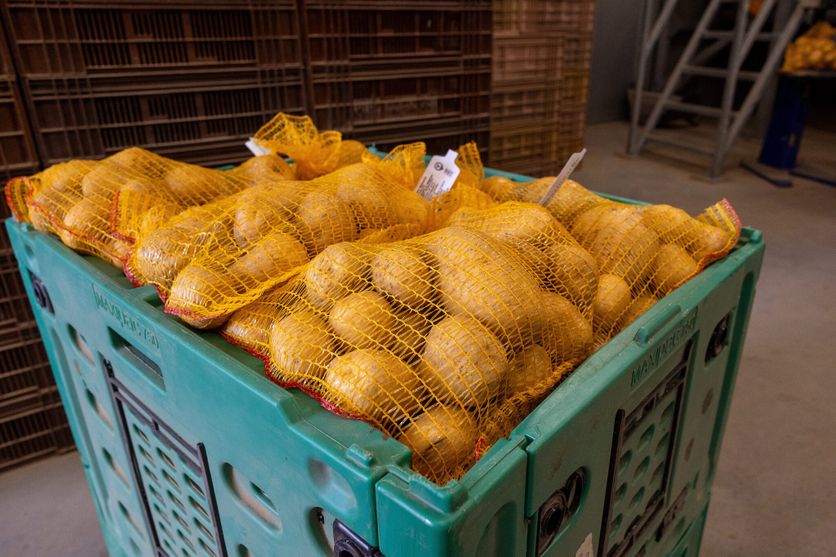 LILLE Chips Mazingarbe Une crise imminente pour les producteurs de pommes de terre