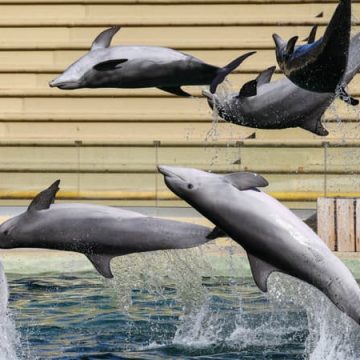 Le zooparc de Beauval abandonne son projet de centre d&rsquo;accueil pour dauphins