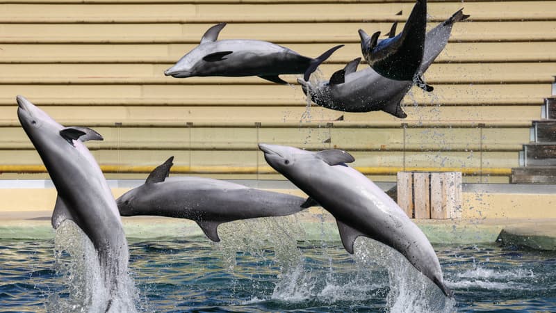 18eab0ec-c4be-4c3e-8733-cd2abe70ada7 Le zooparc de Beauval abandonne son projet de centre d’accueil pour dauphins