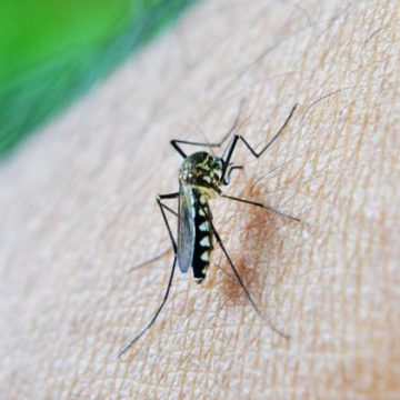1f811ce4-a016-42b8-a955-0c8002cd0ec2 Le moustique tigre et la dengue en France en 2075