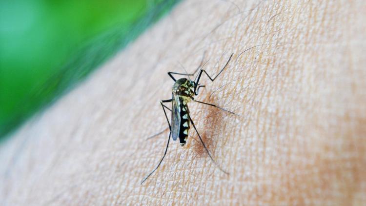 1f811ce4-a016-42b8-a955-0c8002cd0ec2 Le moustique tigre et la dengue en France en 2075