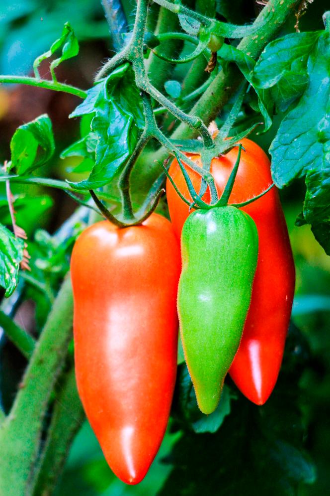 2ad511bd-ecc6-4fc0-8874-772db942c9d4 Comment éviter le gaspillage des fruits et légumes
