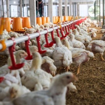 2fded7d0-19aa-4369-a881-91b8d6272f0d L’agriculture face à un été difficile : mesures d’urgence en France