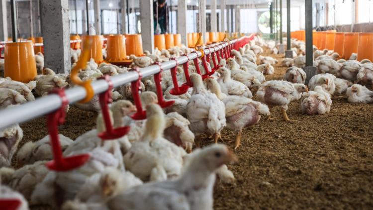 2fded7d0-19aa-4369-a881-91b8d6272f0d L’agriculture face à un été difficile : mesures d’urgence en France