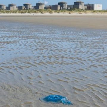 Afflux de méduses à la centrale nucléaire de Gravelines