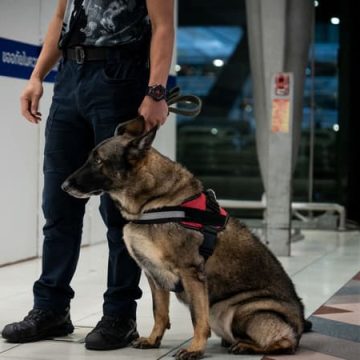 31ab8e05-1dab-420e-9e77-7019f351a1cf Arrestation de Français pour trafic de drogue en Thaïlande
