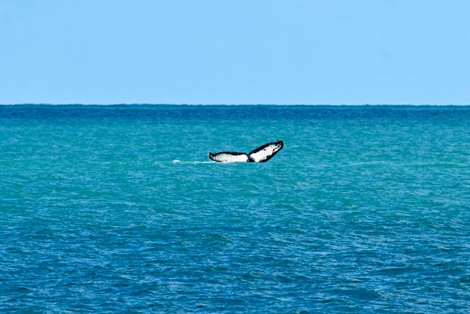 33236da6-8f09-4658-bbf2-3a8e61883c48 Le réchauffement des océans atteint un record en août