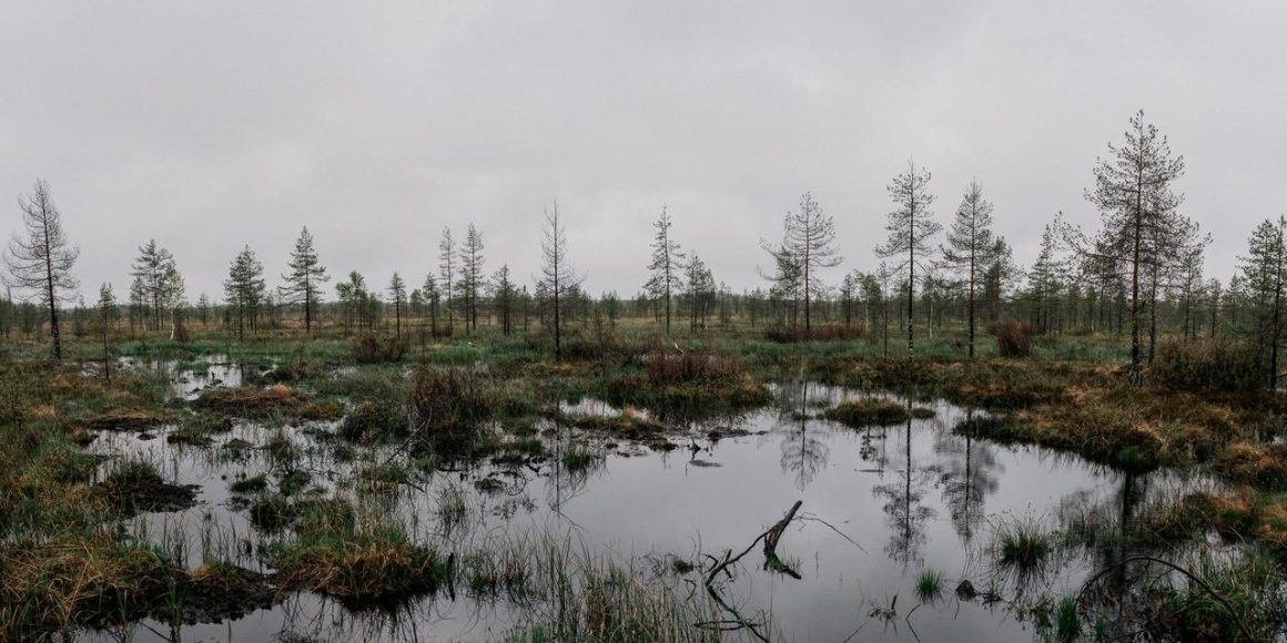 La restauration des zones humides en Finlande : entre enjeux climatiques et stratégiques