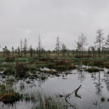 33e40f7b-7d75-4a85-8bf6-106f098cad58 La restauration des zones humides en Finlande : entre enjeux climatiques et stratégiques