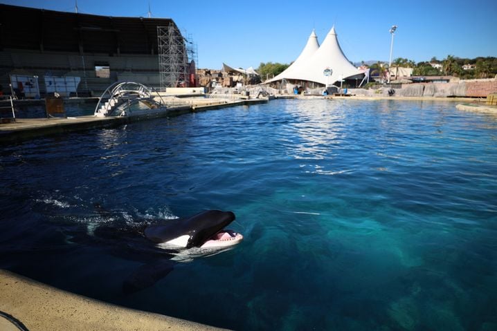 35acc8f5-663d-465c-9d12-586d9553ce65 Incertitude autour de l’avenir des dauphins en France