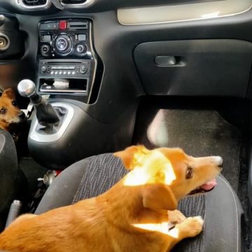 3d84840a-fe6f-4a99-8353-94be450dd7cd Animaux enfermés dans des voitures : initiatives et recommandations