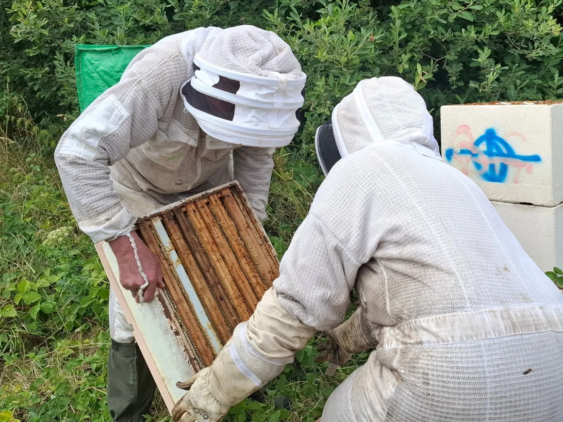 450700e9-40d4-4809-83c5-a9f89111874a La luzerne : un allié pour les abeilles face à la sécheresse