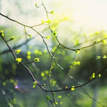 Closeup of birch bud leaves in spring in the forest. La Vie de Marie : Une exploration poétique par Rainer Maria Rilke
