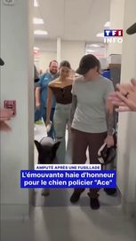 4dceb964-b3c0-440f-b8bf-a9053b82f900 Chien policier Ace amputé après une fusillade