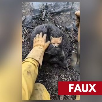 Incendies en France : de nombreuses vidéos de faune falsifiées bouleversent le public
