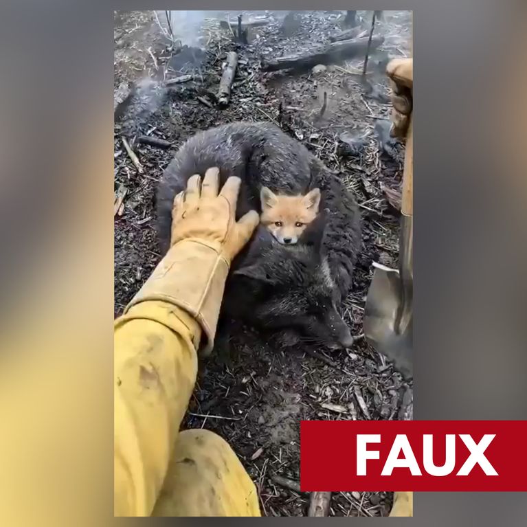 56846ed9-705d-421e-b1f5-b3a349cb0a9f Incendies en France : de nombreuses vidéos de faune falsifiées bouleversent le public