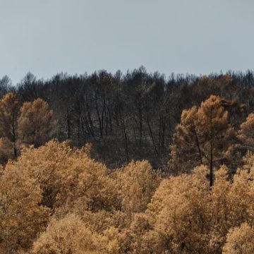 59171f36-6e69-4d21-b2e5-d56b012f0d11 Régénération de la Forêt après l’Incendie du Massif du Gros Bessillon