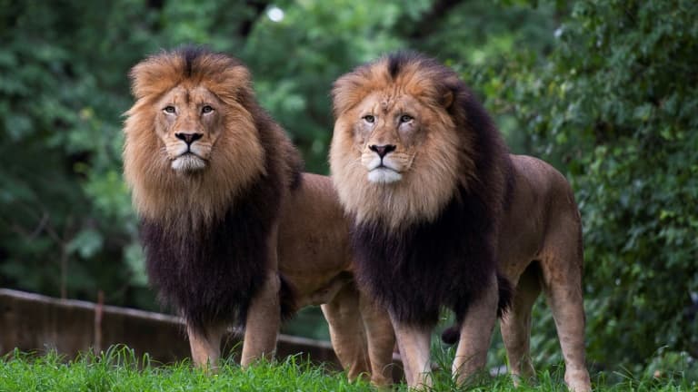 5ac19651-32f7-4601-b182-deefc2d7b18f Les Lions de Tokyo et la Canicule au Japon