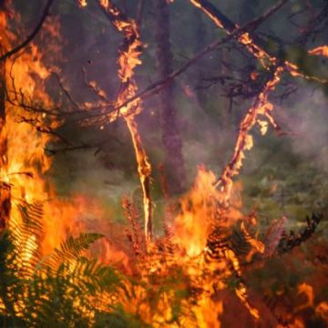 5d2fd077-404f-4ce7-a62d-657dd3e67295 Risque d’incendies élevé en France: vigilances rouges et orange annoncées