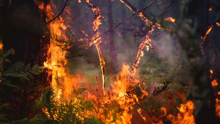 5d2fd077-404f-4ce7-a62d-657dd3e67295 Risque d’incendies élevé en France: vigilances rouges et orange annoncées