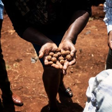 5f4530cc-e3e2-481f-a4de-36097dbfd7ac Le Défi de l’Agriculture Kényane : Un Secteur en Quête de Jeunesse