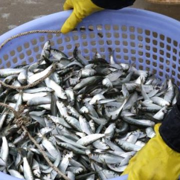 5f77193f-62ea-45b5-982e-7341dd86b369 Crainte environnementale face à une hécatombe de sardines en Afrique du Sud