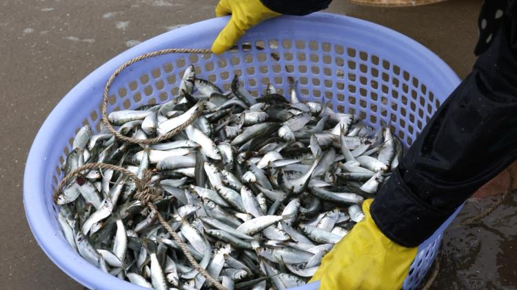 5f77193f-62ea-45b5-982e-7341dd86b369 Crainte environnementale face à une hécatombe de sardines en Afrique du Sud