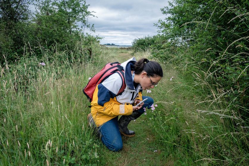FRANCE - BRITTANY - MORBIHAN - BOEDE - COASTAL OBSERVER Quand les citoyens participent à la recherche scientifique