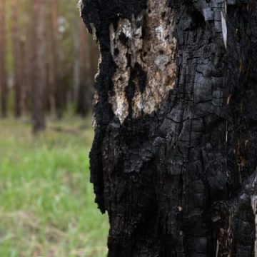 Les arbres qui résistent le mieux aux flammes