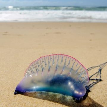 6ce08071-5538-41c8-bcf0-4343b6f06486 Retour des physalies sur les plages du Sud-Ouest