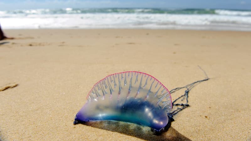 6ce08071-5538-41c8-bcf0-4343b6f06486 Retour des physalies sur les plages du Sud-Ouest