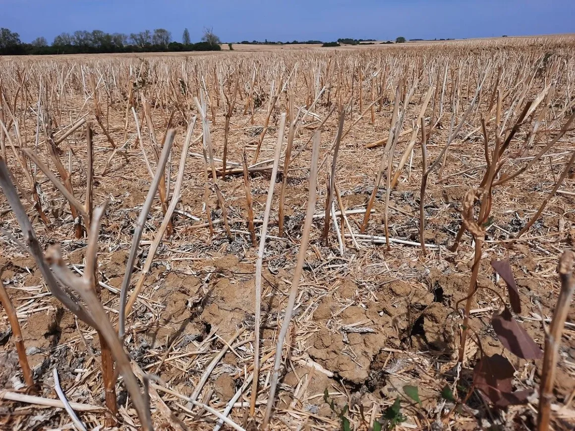 700c8727-a049-4978-90d7-8364e91b01c5 La sécheresse et son impact sur les vignobles de Bourgogne