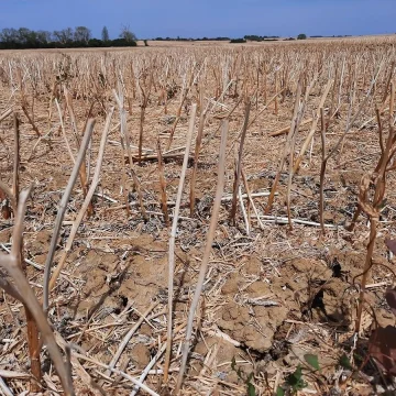 700c8727-a049-4978-90d7-8364e91b01c5 La sécheresse et son impact sur les vignobles de Bourgogne