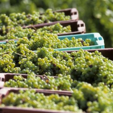 71b33ecb-3532-42b6-a2eb-9531c65444a9 Les vendanges précoces en Champagne en raison de la canicule