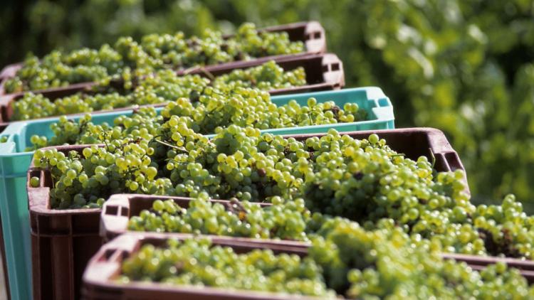 71b33ecb-3532-42b6-a2eb-9531c65444a9 Les vendanges précoces en Champagne en raison de la canicule