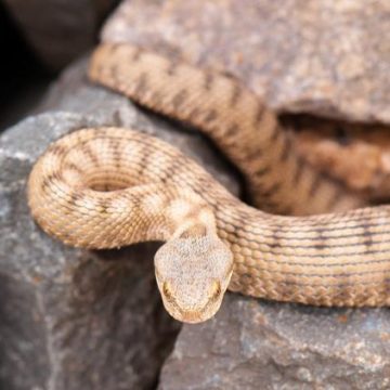 746f2e42-88a7-4104-972f-1d5e18894bf4 Que faire en cas de morsure de serpent ?