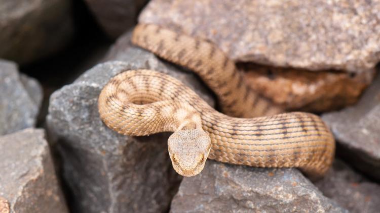 746f2e42-88a7-4104-972f-1d5e18894bf4 Que faire en cas de morsure de serpent ?
