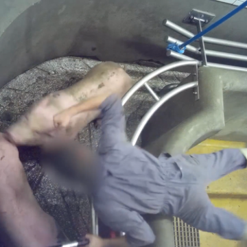 79324790-c28b-4fc6-8eb7-6f9ccb45c2a3 Accusations de sévices graves à l’abattoir de Perpignan : une plainte déposée