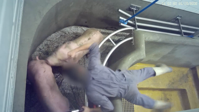 79324790-c28b-4fc6-8eb7-6f9ccb45c2a3 Accusations de sévices graves à l’abattoir de Perpignan : une plainte déposée