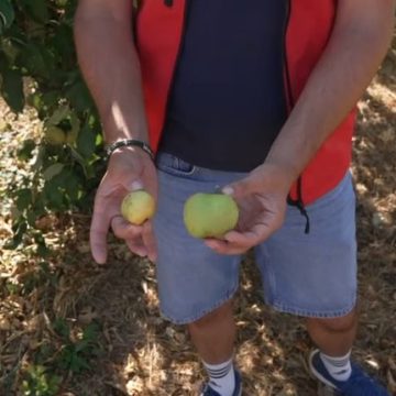 Les défis climatiques des arboriculteurs en Loire-Atlantique