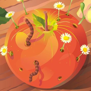 L&rsquo;agriculture biologique : un atout pour la transition écologique