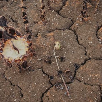 Sécheresse en France: les agriculteurs en difficulté