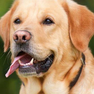 89f00342-6683-4e94-8aba-44490017276f Interdiction de laisser des animaux dans les voitures en temps de chaleur