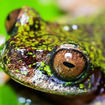 Découverte d&rsquo;une nouvelle espèce de grenouille au Costa Rica