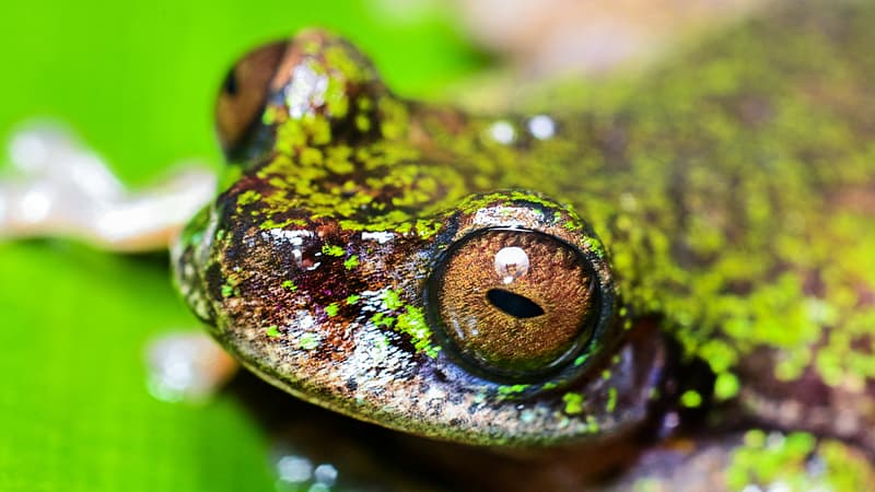 8cc3ade3-c2f1-46b7-8bf0-0f532cc13d9b Découverte d’une nouvelle espèce de grenouille au Costa Rica